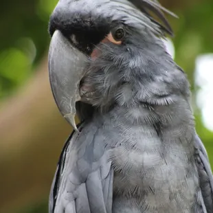 July 4, 2022 - National  Aviary, Pittsburgh, PA