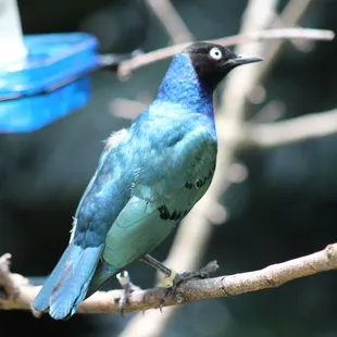 July 4, 2022 - National  Aviary, Pittsburgh, PA