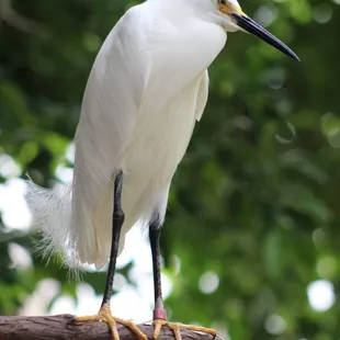 July 4, 2022 - National  Aviary, Pittsburgh, PA