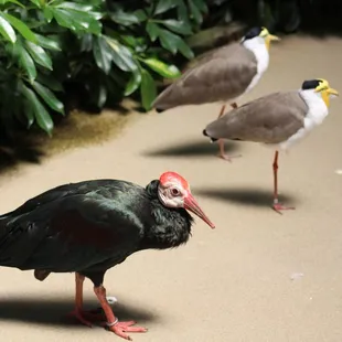 July 4, 2022 - National  Aviary, Pittsburgh, PA