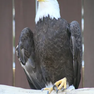 July 4, 2022 - Bald Eagle, National  Aviary, Pittsburgh, PA