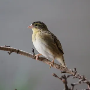 July 4, 2022 - National  Aviary, Pittsburgh, PA