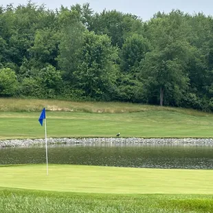 Bald eagle behind the beautiful hole and pond