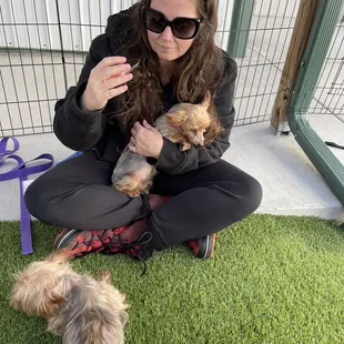 Yorkies, Yorkies everywhere