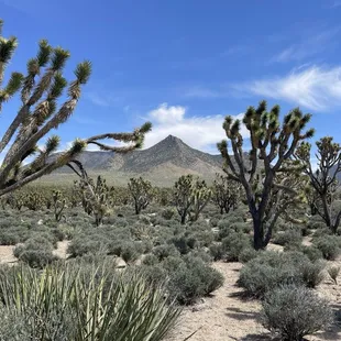 Arizona's Joshua Tree Forest
