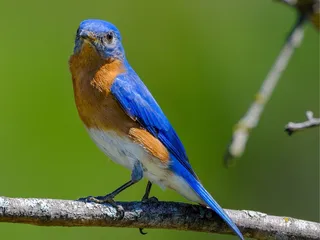 Heard Natural Science Museum & Wildlife Sanctuary