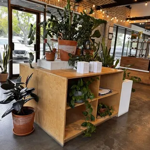 Buy a plant
