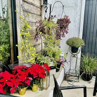 Patio plants