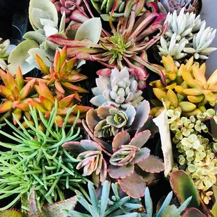 Variety of succulents