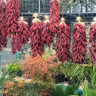 Chile Ristras