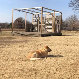 a dog laying in a field