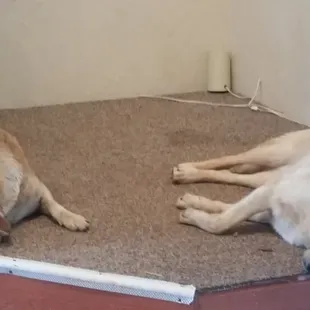 The welcoming committee.