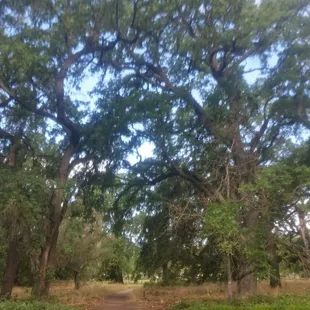 Path surrounded by oak trees