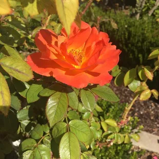 Orange roses