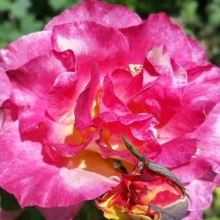 Momma and baby bud ;)