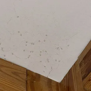 About 25 baby spiders inside the bedroom