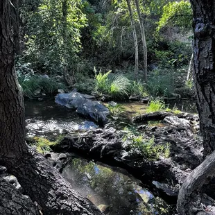 creek at the bottom of trail