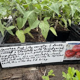 Cherokee pink tomatoes