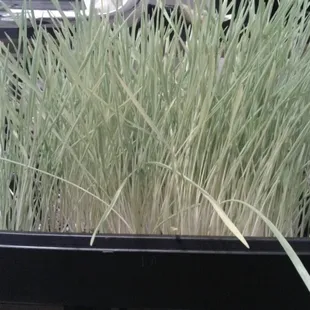 Wheatgrass! Mine is only 6 days old? Ive got to go in for double wheat grass shots pronto!  $5  Rayshon says.... Powdered   1.76