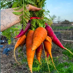 a hand holding a bunch of carrots