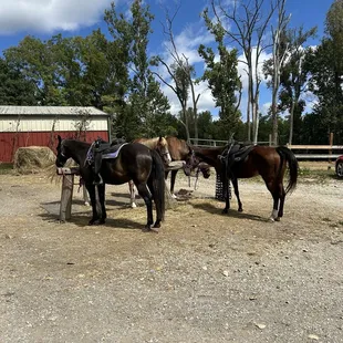 Horses