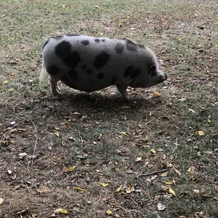 There awesome pig