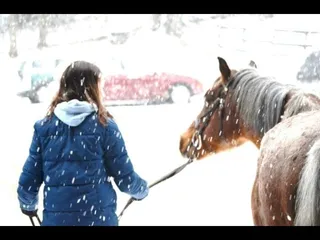 Canterbury Manor Stables & Tack Shoppe