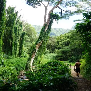 Oahu has some of the world's most beautiful rainforest tucked away in the valleys behind Honolulu.