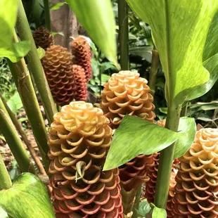 You'll feel like you're in another world with some of the plants surrounding you!