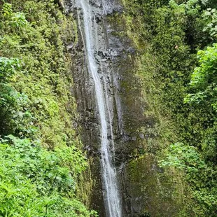 Manoa Falls Waterfall