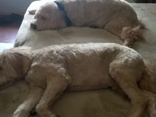 Pet Grooming By Audrey