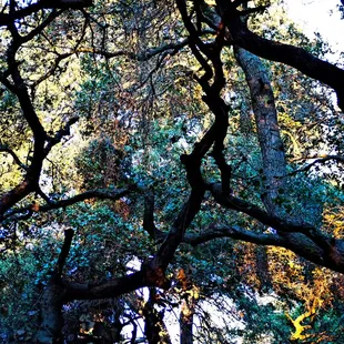 Codornices Park, Berkeley, CA