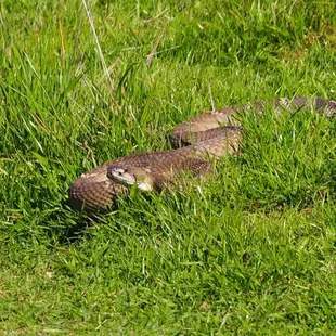 Western rattlesnake, Sunol Regional Park