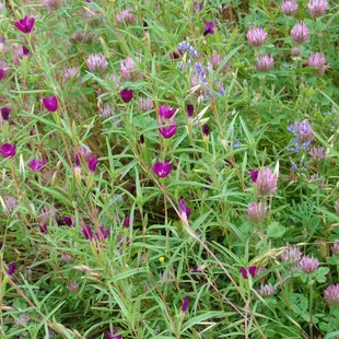 Wildflowers, Sunol Regional Park