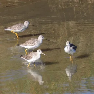 Greater yellowlegs, Arrowhead Marsh, Oakland