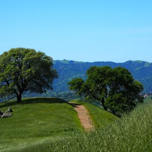Angel Kerley trail, Mt. Diablo