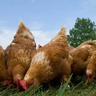 a group of chickens eating grass