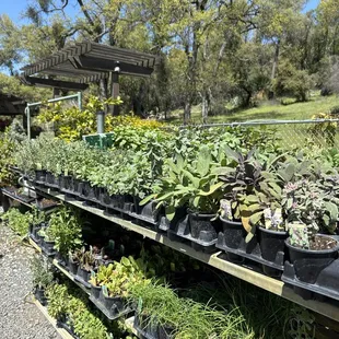 Fabulous Herb selection.