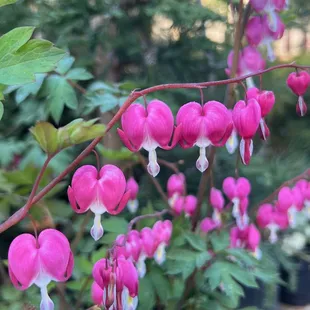 Nursery &amp; Garden Center!