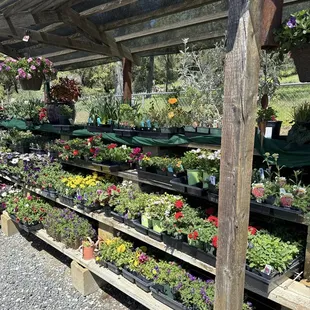 Beautiful flower options for planting.