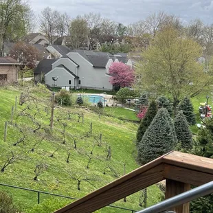 a view of a vineyard
