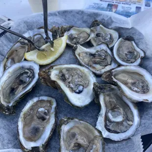 Local oysters
