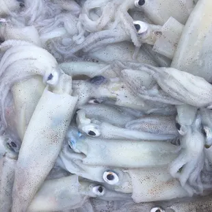 California Squid retail pack - Loligo