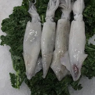 California Squid retail pack - Loligo