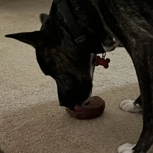 Puppy dog 2 with his bagel.
