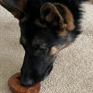 Puppy dog 1 with his bagel.