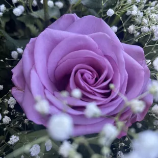 Gorgeous lavender rose