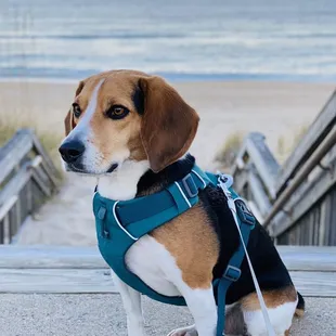 Visiting during dusk is just as beautiful. Everything will have a slight violet glow.