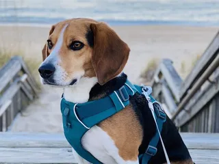 Navy Lodge Oceana Dam Neck