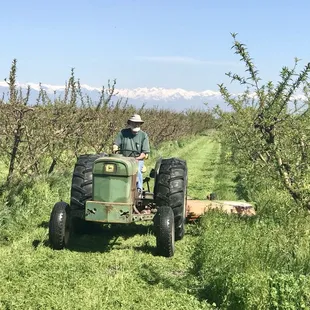 Mike caring for his peach trees.